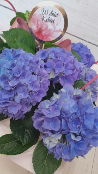 646775634 1778260830242784 584496277157618500 n